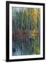 Pine Reflection II-Tim O'toole-Framed Art Print