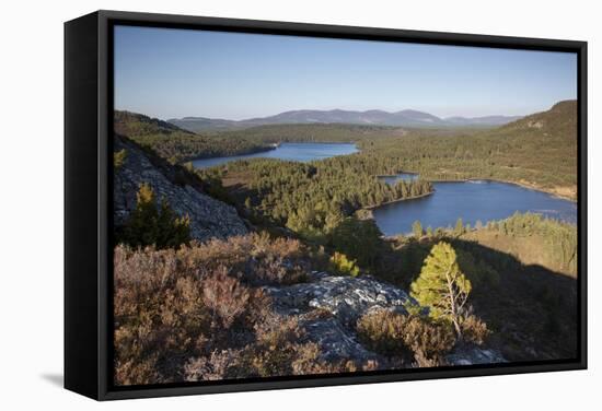 Pine Regeneration Above Rothiemurchus Forest. Cairngorms National Park, Scotland, May 2011-Peter Cairns-Framed Stretched Canvas