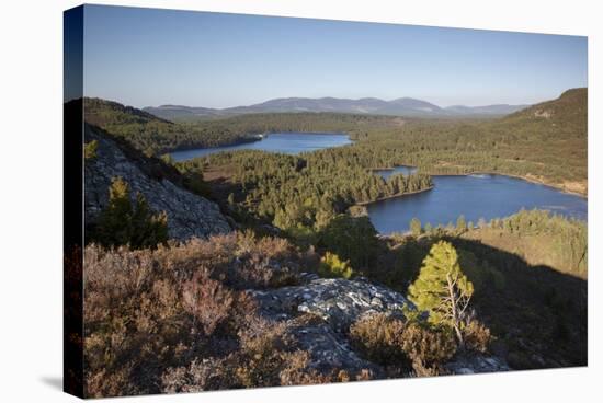 Pine Regeneration Above Rothiemurchus Forest. Cairngorms National Park, Scotland, May 2011-Peter Cairns-Stretched Canvas