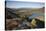 Pine Regeneration Above Rothiemurchus Forest. Cairngorms National Park, Scotland, May 2011-Peter Cairns-Stretched Canvas