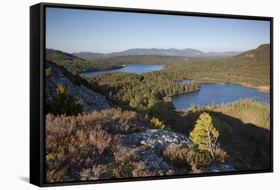 Pine Regeneration Above Rothiemurchus Forest. Cairngorms National Park, Scotland, May 2011-Peter Cairns-Framed Stretched Canvas