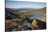 Pine Regeneration Above Rothiemurchus Forest. Cairngorms National Park, Scotland, May 2011-Peter Cairns-Stretched Canvas