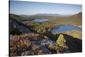 Pine Regeneration Above Rothiemurchus Forest. Cairngorms National Park, Scotland, May 2011-Peter Cairns-Stretched Canvas