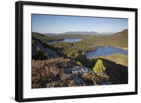 Pine Regeneration Above Rothiemurchus Forest. Cairngorms National Park, Scotland, May 2011-Peter Cairns-Framed Photographic Print