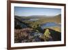 Pine Regeneration Above Rothiemurchus Forest. Cairngorms National Park, Scotland, May 2011-Peter Cairns-Framed Photographic Print