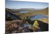 Pine Regeneration Above Rothiemurchus Forest. Cairngorms National Park, Scotland, May 2011-Peter Cairns-Mounted Photographic Print