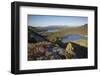 Pine Regeneration Above Rothiemurchus Forest. Cairngorms National Park, Scotland, May 2011-Peter Cairns-Framed Photographic Print