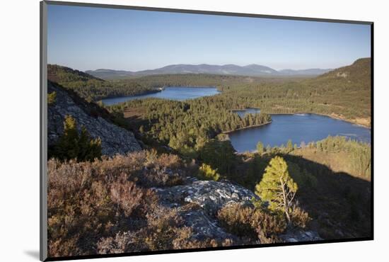 Pine Regeneration Above Rothiemurchus Forest. Cairngorms National Park, Scotland, May 2011-Peter Cairns-Mounted Photographic Print