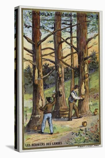 Pine Resin Collectors in the Landes, France-null-Stretched Canvas
