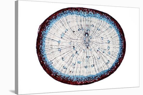 Pine Root, Light Micrograph-Dr. Keith Wheeler-Stretched Canvas