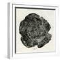 Pine Rose, 2014-Bella Larsson-Framed Giclee Print