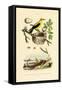 Pine Sawfly, 1833-39-null-Framed Stretched Canvas