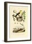 Pine Sawfly, 1833-39-null-Framed Giclee Print