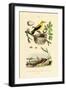 Pine Sawfly, 1833-39-null-Framed Giclee Print