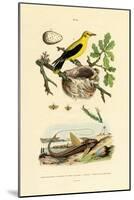 Pine Sawfly, 1833-39-null-Mounted Giclee Print