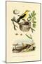 Pine Sawfly, 1833-39-null-Mounted Giclee Print