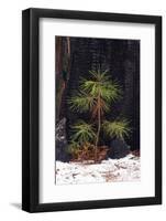 Pine seedling and burned trunk in winter, Yosemite National Park, California, USA-Russ Bishop-Framed Photographic Print