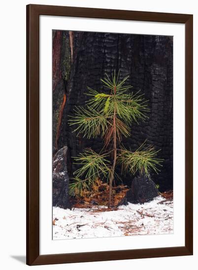 Pine seedling and burned trunk in winter, Yosemite National Park, California, USA-Russ Bishop-Framed Photographic Print