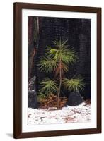 Pine seedling and burned trunk in winter, Yosemite National Park, California, USA-Russ Bishop-Framed Photographic Print