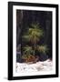 Pine seedling and burned trunk in winter, Yosemite National Park, California, USA-Russ Bishop-Framed Photographic Print