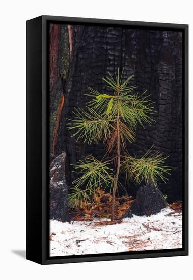Pine seedling and burned trunk in winter, Yosemite National Park, California, USA-Russ Bishop-Framed Stretched Canvas