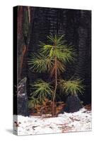 Pine seedling and burned trunk in winter, Yosemite National Park, California, USA-Russ Bishop-Stretched Canvas