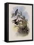 Pine Star-Throat, Heliomaster Pinicola-John Gould-Framed Stretched Canvas