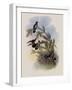 Pine Star-Throat, Heliomaster Pinicola-John Gould-Framed Giclee Print