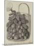 Pine Strawberry Plant, Grown by Mr Cuthill, at Camberwell-null-Mounted Giclee Print