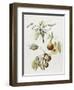 Pine Street Pears-Deborah Kopka-Framed Giclee Print