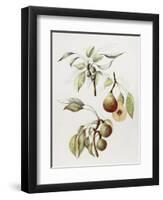 Pine Street Pears-Deborah Kopka-Framed Giclee Print