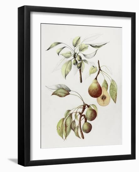 Pine Street Pears-Deborah Kopka-Framed Giclee Print