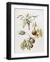 Pine Street Pears-Deborah Kopka-Framed Giclee Print