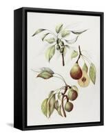 Pine Street Pears-Deborah Kopka-Framed Stretched Canvas