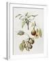 Pine Street Pears-Deborah Kopka-Framed Giclee Print