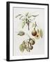 Pine Street Pears-Deborah Kopka-Framed Giclee Print