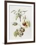 Pine Street Pears-Deborah Kopka-Framed Giclee Print