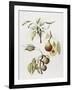 Pine Street Pears-Deborah Kopka-Framed Giclee Print