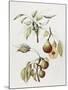 Pine Street Pears-Deborah Kopka-Mounted Giclee Print