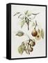 Pine Street Pears-Deborah Kopka-Framed Stretched Canvas