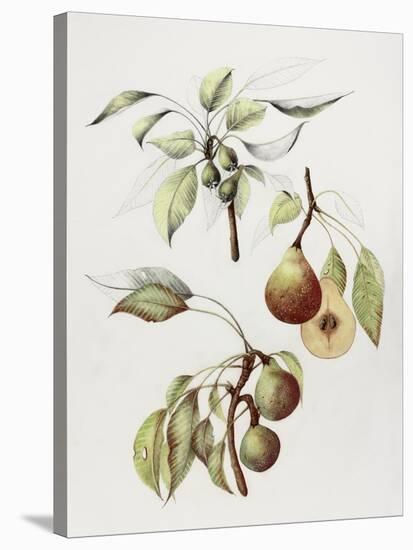 Pine Street Pears-Deborah Kopka-Stretched Canvas