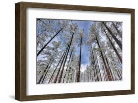 Pine Stretch-Bob Larson-Framed Giclee Print