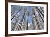 Pine Stretch-Bob Larson-Framed Giclee Print