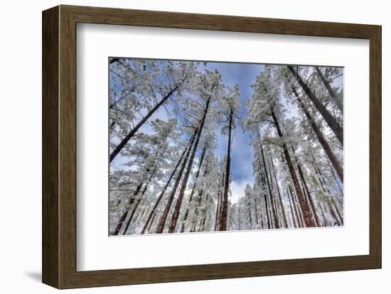 Pine Stretch-Bob Larson-Framed Art Print