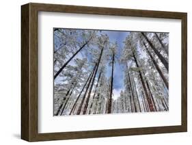 Pine Stretch-Bob Larson-Framed Art Print