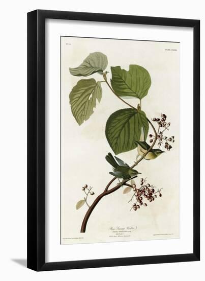 Pine Swamp Warbler-null-Framed Giclee Print