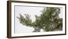 Pine Tops-Micheal Zarowsky-Framed Giclee Print