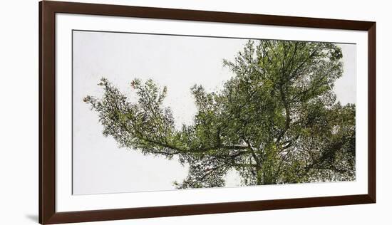 Pine Tops-Micheal Zarowsky-Framed Giclee Print