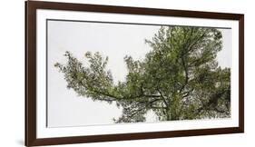 Pine Tops-Micheal Zarowsky-Framed Giclee Print