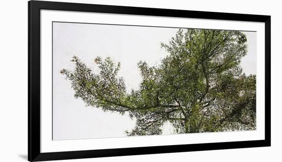 Pine Tops-Micheal Zarowsky-Framed Giclee Print